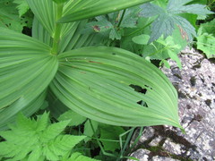 Veratrum lobelianum