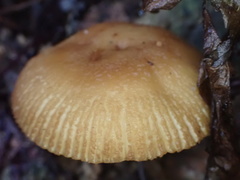 Russula senecis