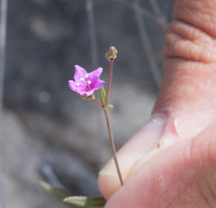 Boerhavia linearifolia