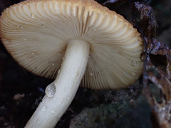 Russula senecis