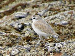 Charadrius marginatus arenaceus