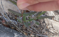 Boerhavia linearifolia
