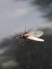 Hymenoptera