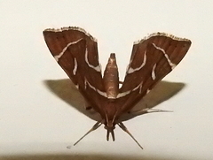 Panotima angularis