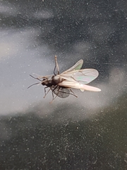 Hymenoptera