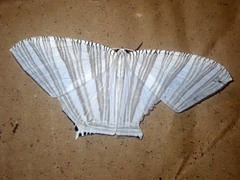 Strophidia caudata
