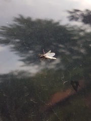 Hymenoptera