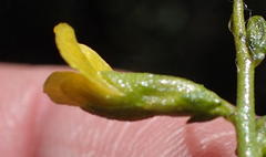 Melolobium candicans