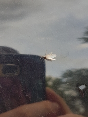 Hymenoptera