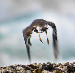 Charadrius hiaticula tundrae