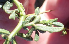 Melolobium candicans