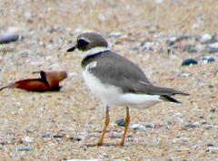 Charadrius hiaticula tundrae