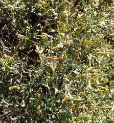 Melolobium candicans