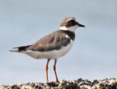 Charadrius hiaticula tundrae