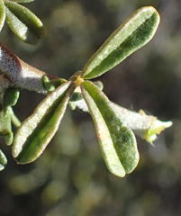 Melolobium candicans
