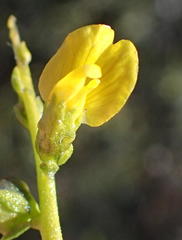 Melolobium candicans