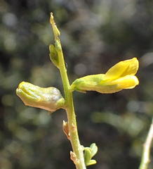 Melolobium candicans