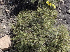 Melolobium candicans