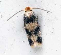 Acalyptris