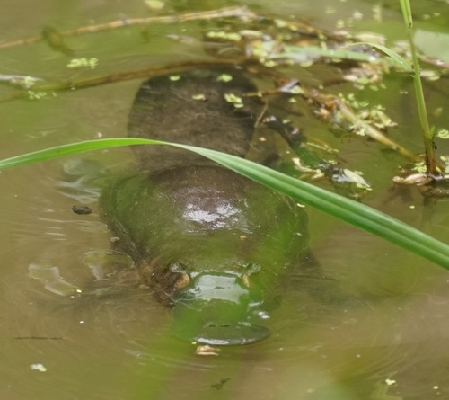 カモノハシ