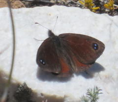 Pseudonympha hippia