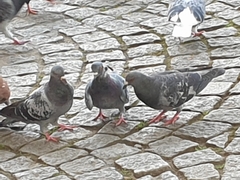 Columba livia domestica