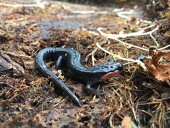 Plethodon jordani