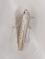 Haplochrois bipunctella