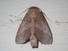 Thosea mediostrigata