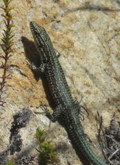 Tropidosaura gularis