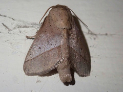 Thosea mediostrigata