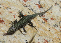 Tropidosaura gularis