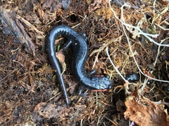 Plethodon jordani