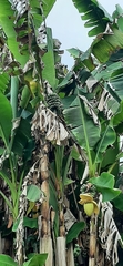 Musa basjoo