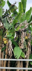 Musa basjoo