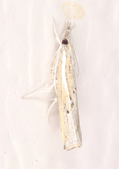 Fissicrambus quadrinotellus