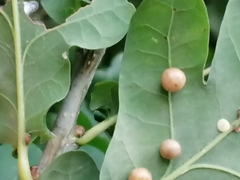 Neuroterus quercusbaccarum