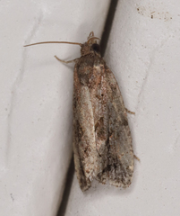 Endothenia nubilana