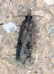 Endothenia nubilana