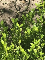 Syrphini