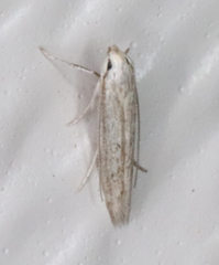 Haplochrois bipunctella