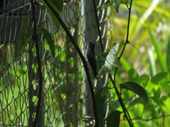 Chrysuronia leucogaster