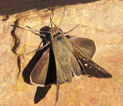 Pelopidas mathias mathias