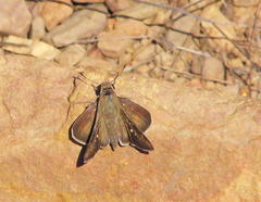 Pelopidas mathias mathias