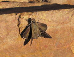 Pelopidas mathias mathias