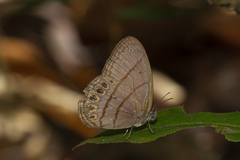 Splendeuptychia mima