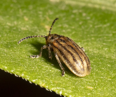 Ophraella conferta