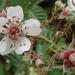 Rubus bergii × pinnatus - Photo (c) Nicola van Berkel, some rights reserved (CC BY-SA), uploaded by Nicola van Berkel