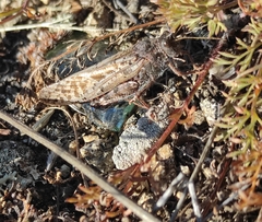 Angaracris barabensis
