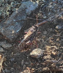 Angaracris barabensis